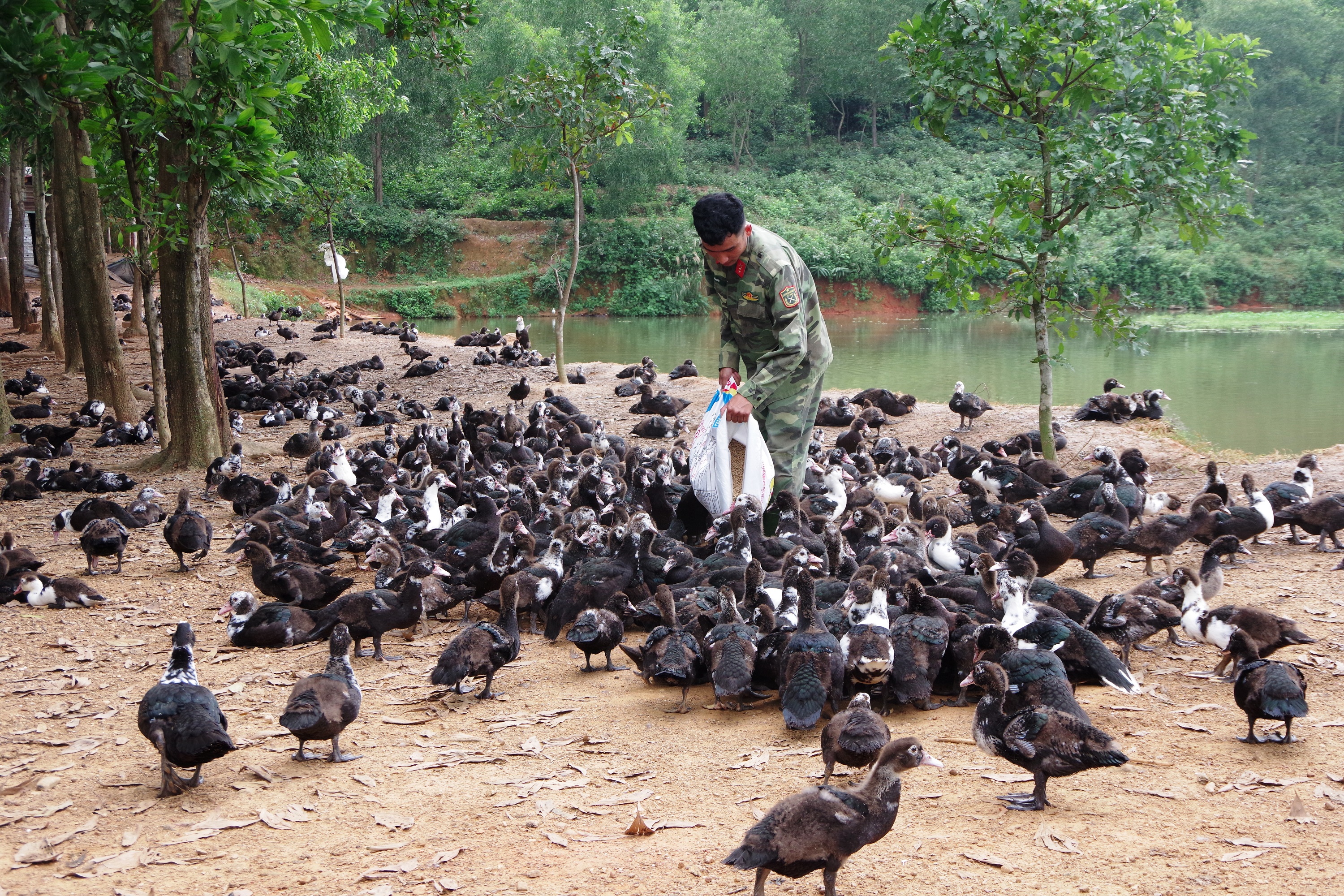 Trại chăn nuôi tập trung của Trung đoàn 19 chủ động tăng gia sản xuất, bảo đảm đời sống cho chiến sĩ mới.